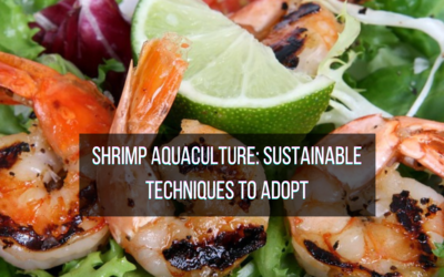 Shrimp Aquaculture: Sustainable Techniques to Adopt