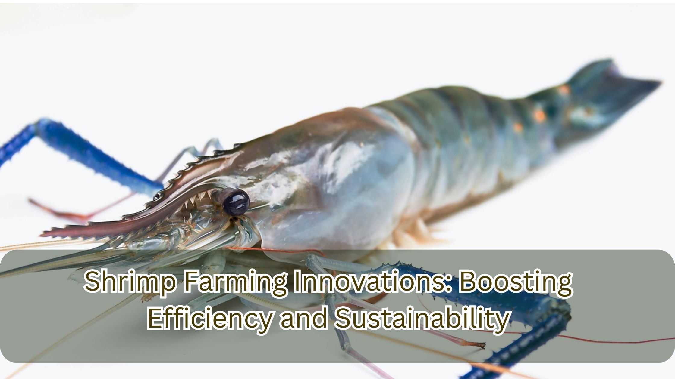 Blog | WorldWide Aquaculture