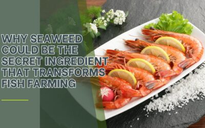 Why Seaweed Could Be the Secret Ingredient That Transforms Fish Farming
