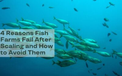 4 Reasons Fish Farms Fail After Scaling and How to Avoid Them