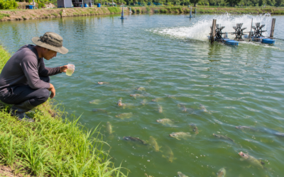 Managing Algae in Fish Ponds: Keeping Blooms Under Control